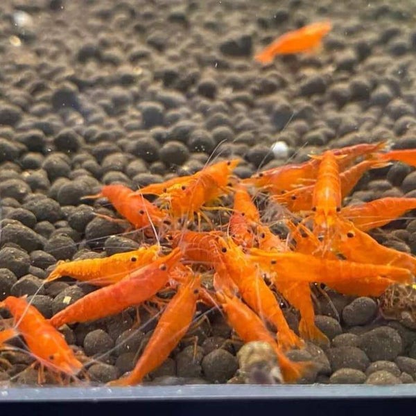 Diep Oranje Sunset Sakura High Grade garnalen