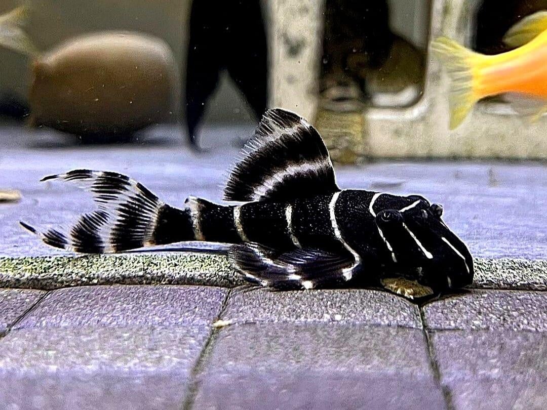 L204 Flash Pleco (Panaqolus albivermis) L 8-10 cm