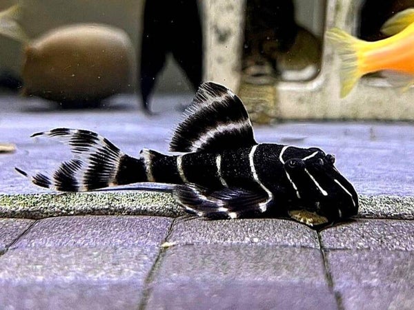 L204 Flash pleco (Panaqolus albivermis) L 8-10 cm