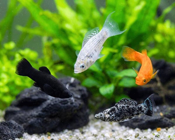 Poecilia latipinna – Assorted Molly