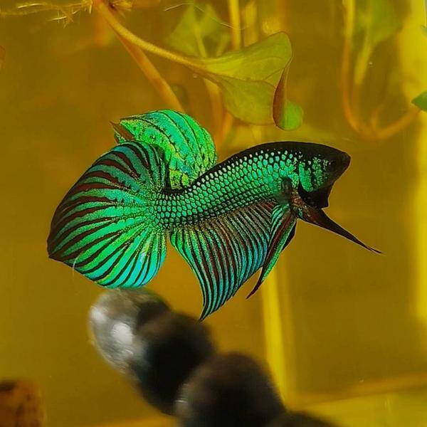 Betta Hybrid Alien Green Male
