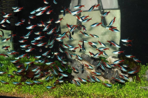 Neon tetra---Paracheirodon innesi 2.3-2.8 cm (30 stuks voor € 24,95)