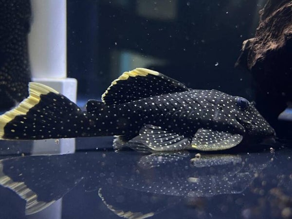 L081 Pleco Baryancistrus sp. 7-8 cm