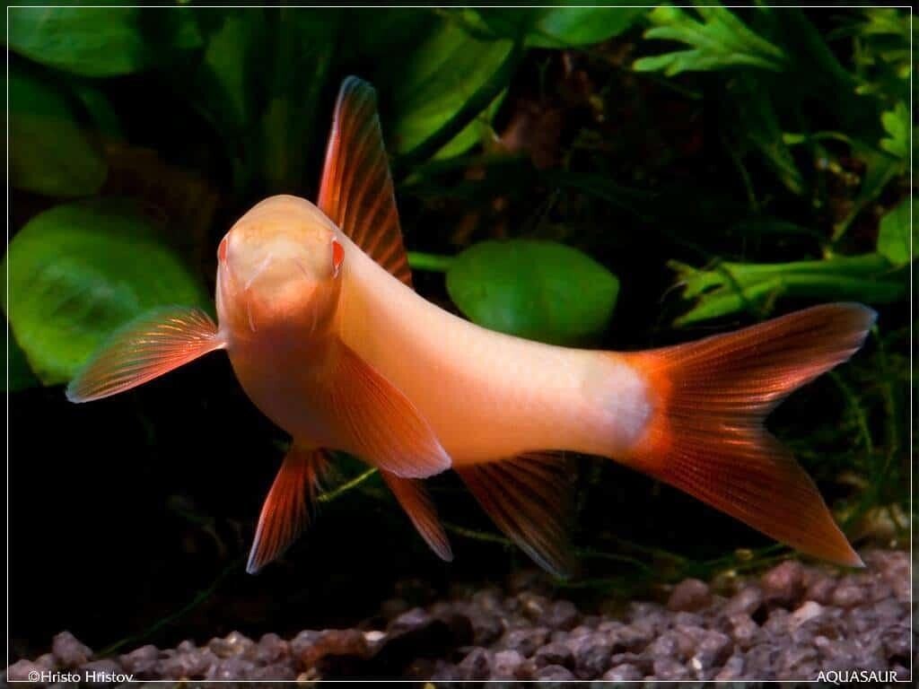Labeo frenatus albino - Labeo albino
