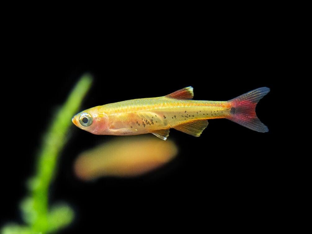 Tanichthys albonubes golden White Cloud - Chinese danio goud