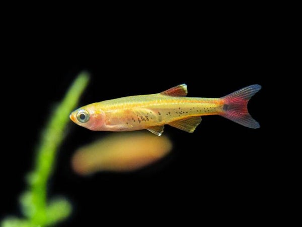 Tanichthys albonubes golden White Cloud - Chinese danio goud