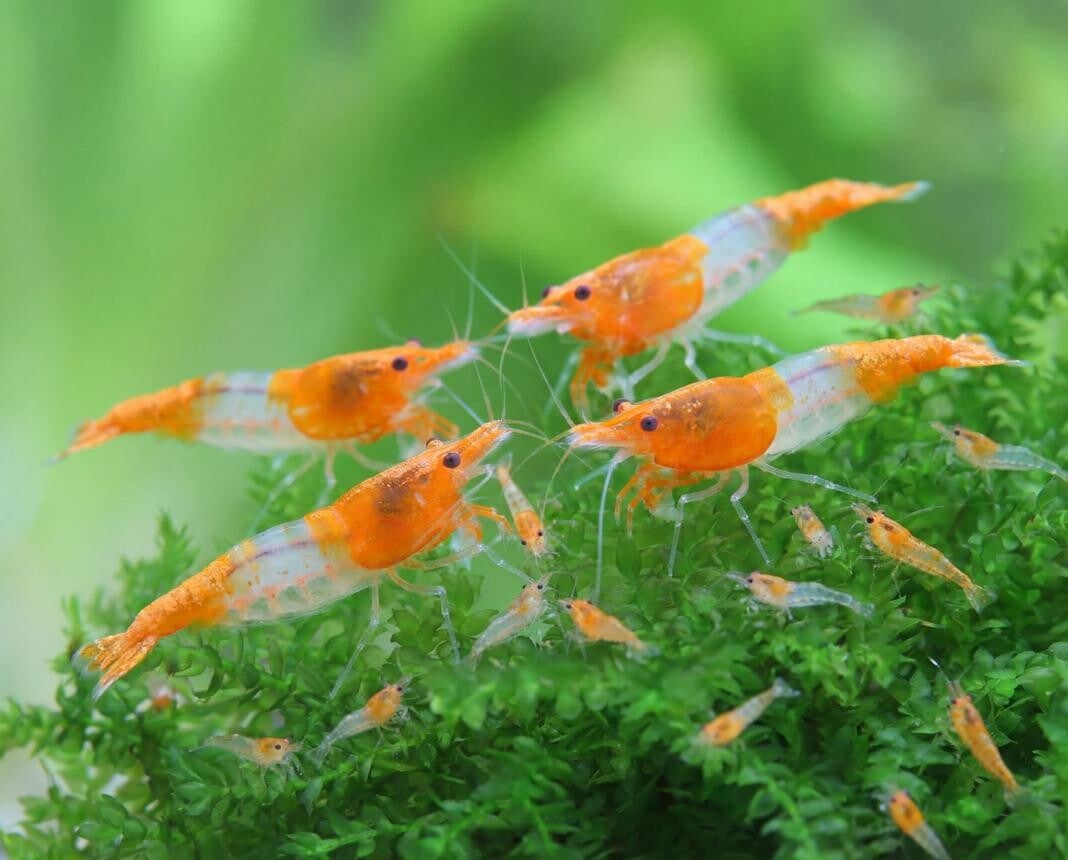 Orange Rilli Sakura garnalen