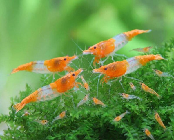 Orange Rilli Sakura garnalen