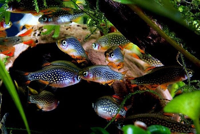 Rasbora margaritatus - Rasbora danio galaxy - Melkweg Rasbora 1-2 cm