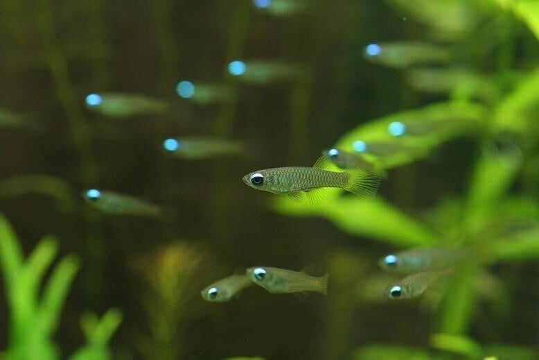 Aplocheilichthys normani – Norman's Lampeye (Blue Eye)