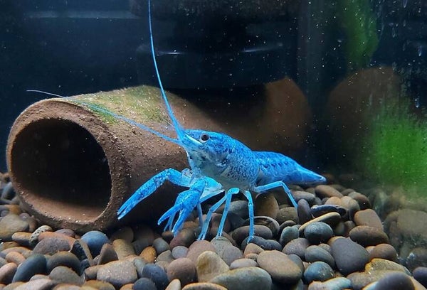Procambarus Alleni - Blauwe Florida kreeft nu 3-8 cm