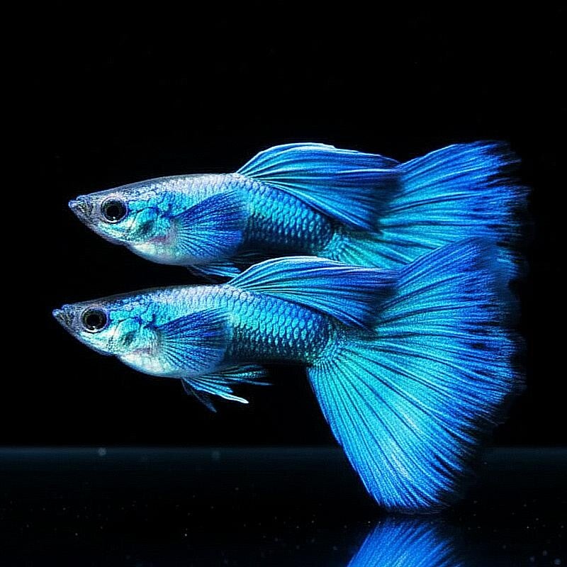 Poecilia Reticulata Blue Moscow gup man of vrouw