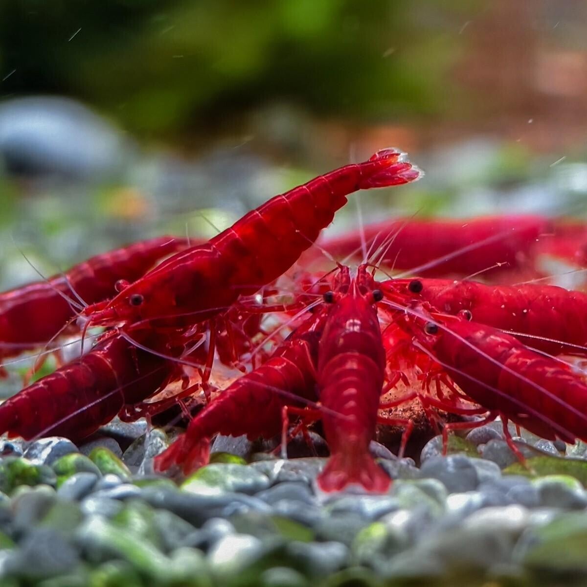 Painted Fire Red High Grade garnalen