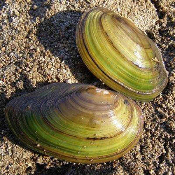 Golden strip green Clam - Uniandra contradens - Gouden strip groene mossel 5-6 cm