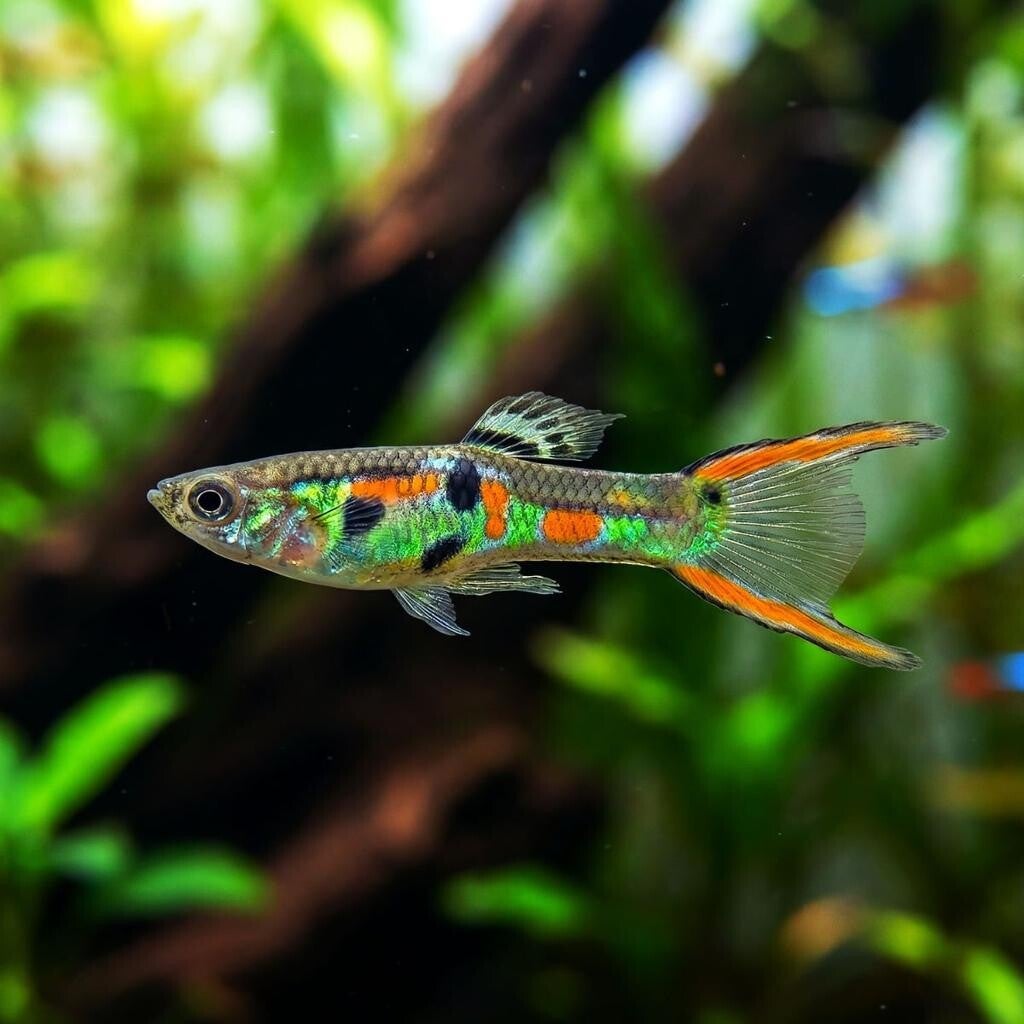 Guppy El Tigre Endler man
