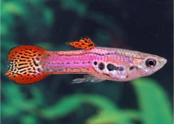 Pink endler guppy man
