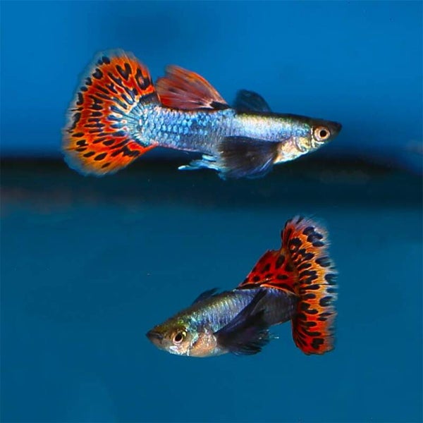 Guppy Mosaik Red Dumbo man of vrouw