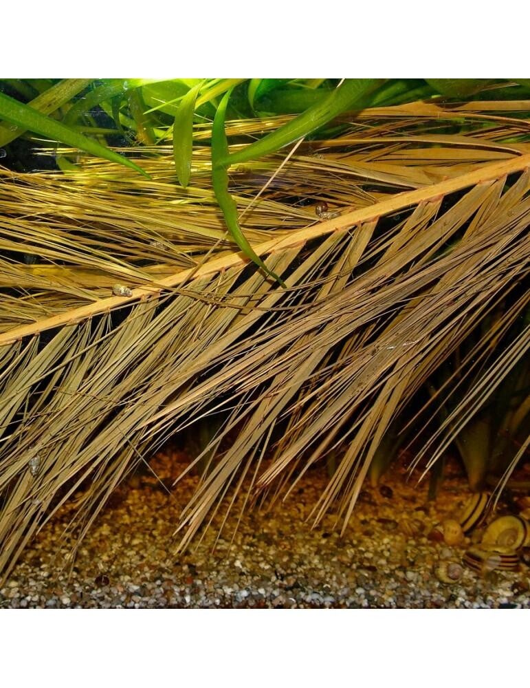 Aquarium Areca Palmbladeren 60 cm per stuk