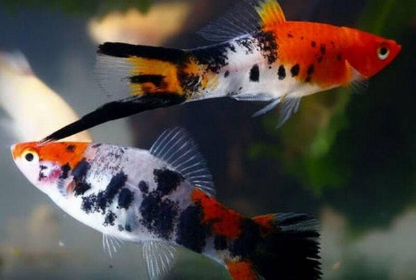 Xiphophorus hellerii - Zwaarddrager Calico Red