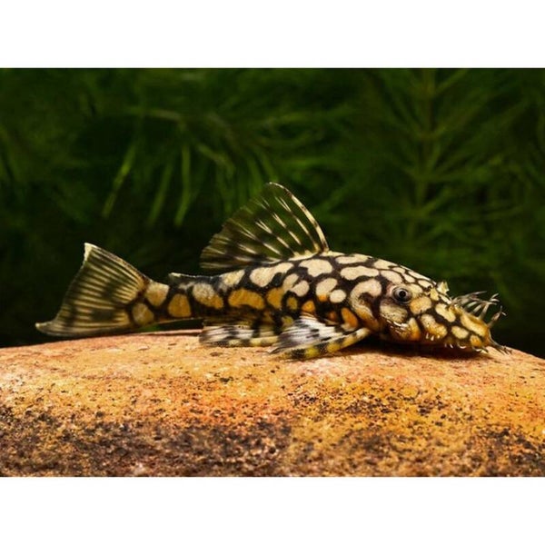 L519 Pleco – Panaqolus sp.