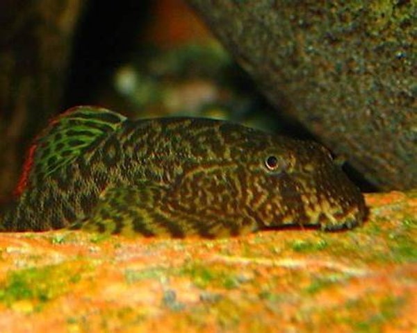 Pseudogastromyzon cheni – Chinese Hillstream Loach