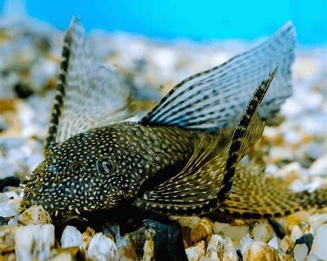 Ancistrus Longfin 4-6 cm
