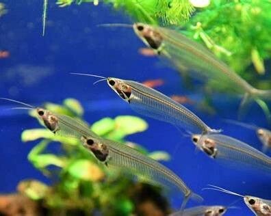 Kryptopterus bicirrhis- Indische glasmeerval