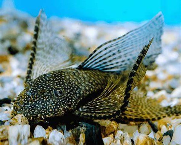 Ancistrus Longfin 4-6 cm