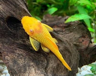 Ancistrus Temminckii gold red eyes 3 cm