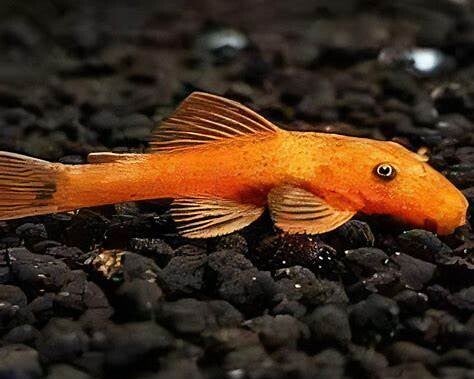 Super red ancistrus L144 -Ancistrus temmincki super red 2-3 cm