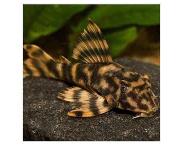 L103 – Peckoltia vittata