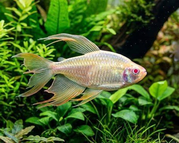 Albino Congozalm - Phenacogrammus interruptus Albino