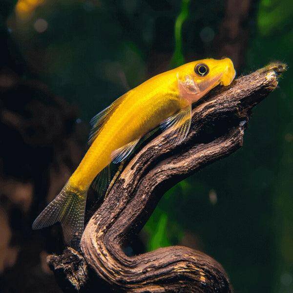 Gyrinocheilus aymonieri gold - Siamese algeneter goud