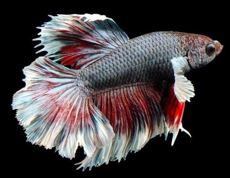 Betta splendens Big Ear Half Moon Plakat Fighter Male L 5 cm