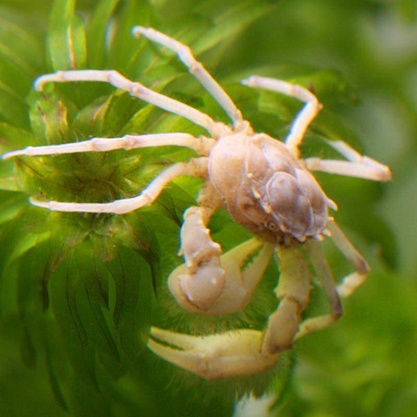 Thai Micro Crab – Limnopilos naiyanetri