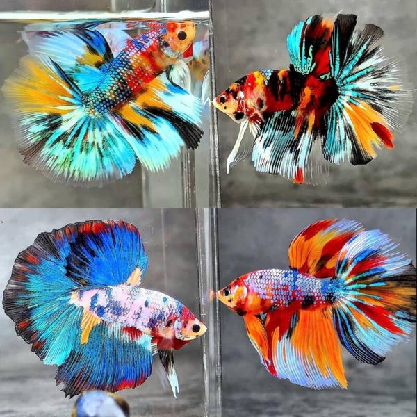 Betta Fullmoon Assorted Male