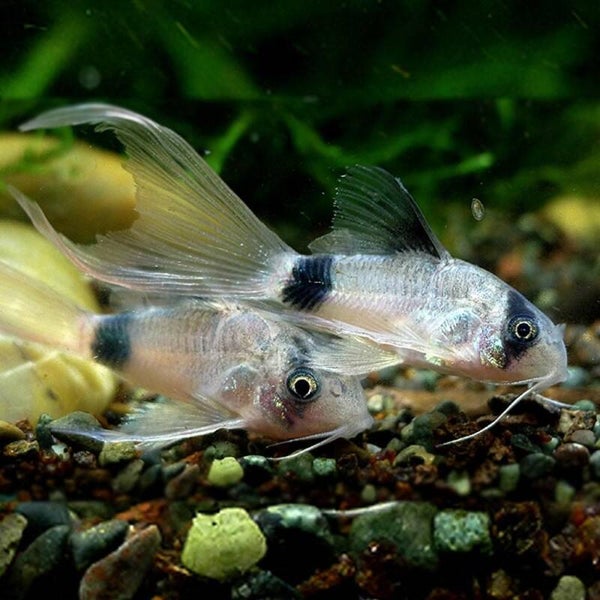 Corydoras Panda Longfin – Panda Pantsermeerval Langvin