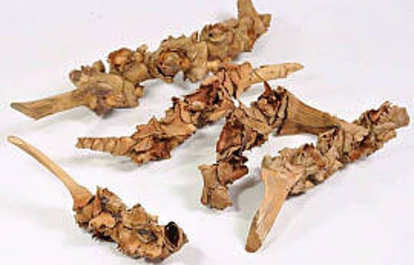 Palm club gemiddeld 46 cm