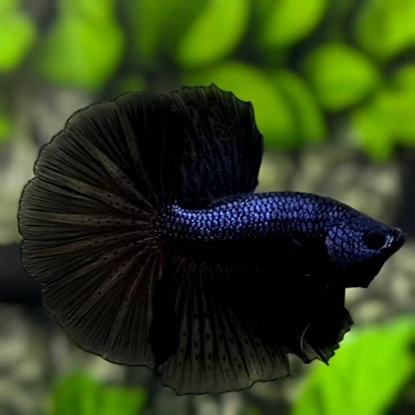 Betta Super Black Halfmoon Male