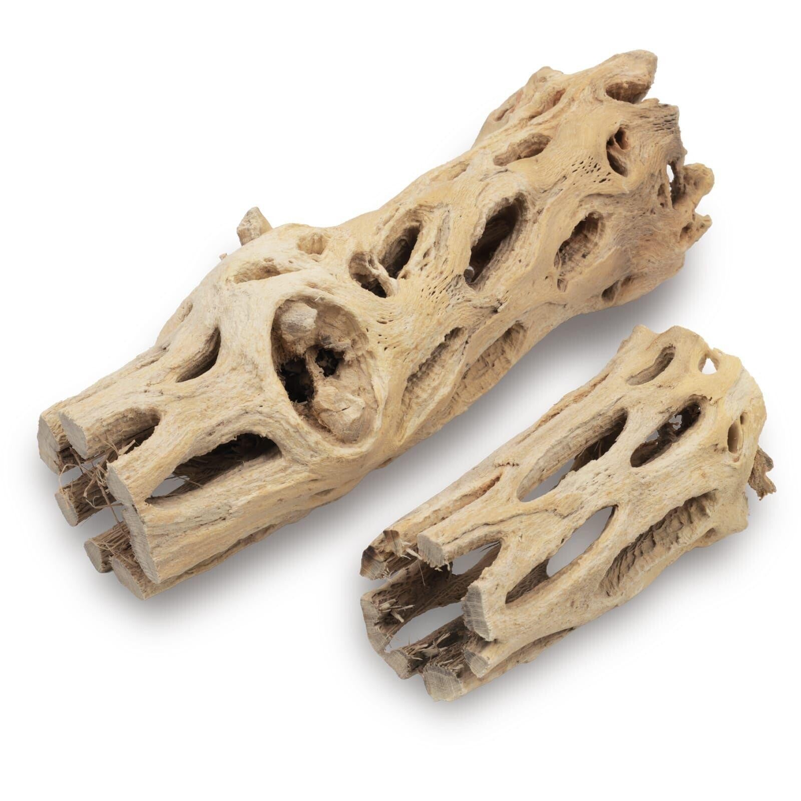 Robuuste Cholla Wood 12 tot 15 cm