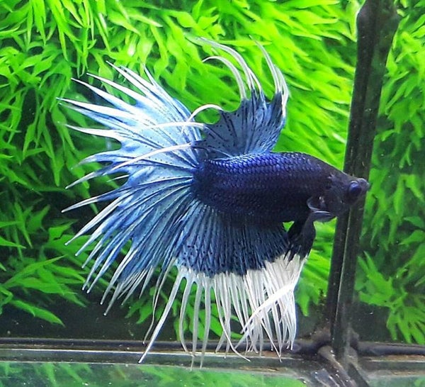 Betta - Crowntail Male