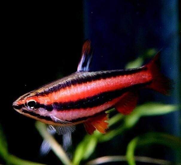 Nannostomus mortenthaleri Dwergpotloodvisje - Red Pencel fish type 2