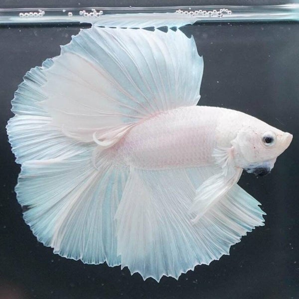 Betta White Opaque Male