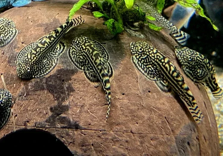Tijger gastromyson - Steenkruiper "Sewellia lineolata" 3-4 cm- Raamplakker