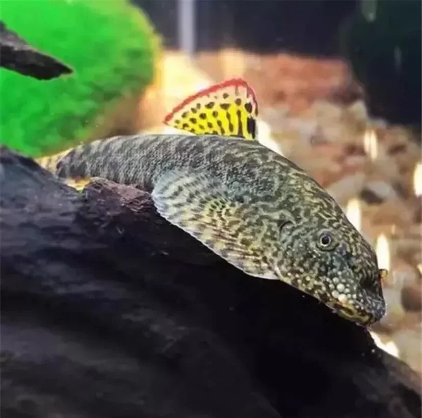 Gastromyzon Myersi