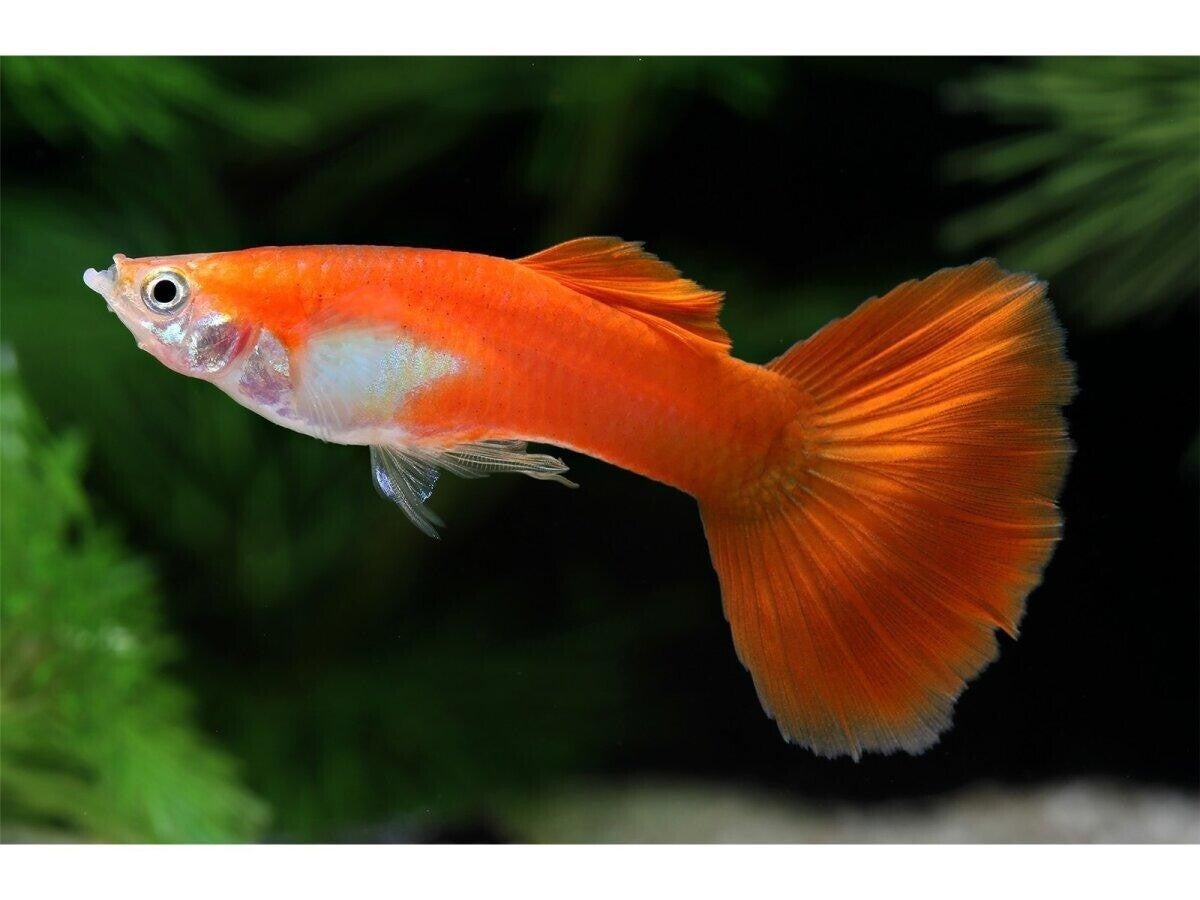 Blond Red guppy man