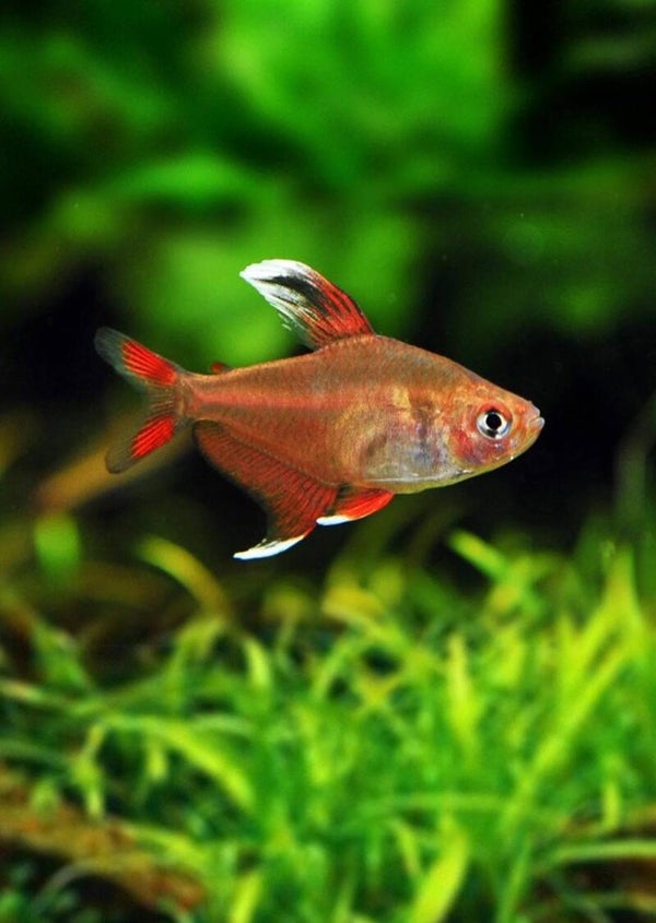 Hyphessobrycon rosaceus white top -Roze Tetra witvin L