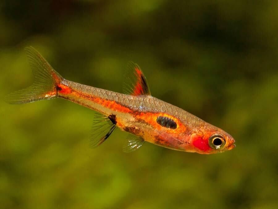 Dwergrasbora Boraras maculatus - Gevlekte Rasbora 1,5-2 cm