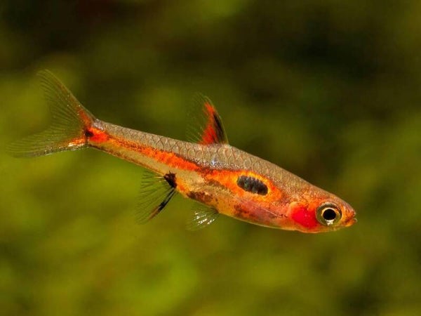 Dwergrasbora Boraras maculatus - Gevlekte Rasbora 1,5-2 cm
