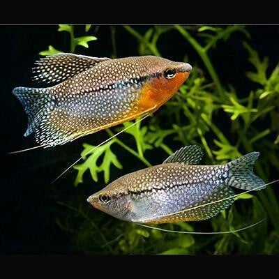 Diamant Gourami - Trichogaster leeri